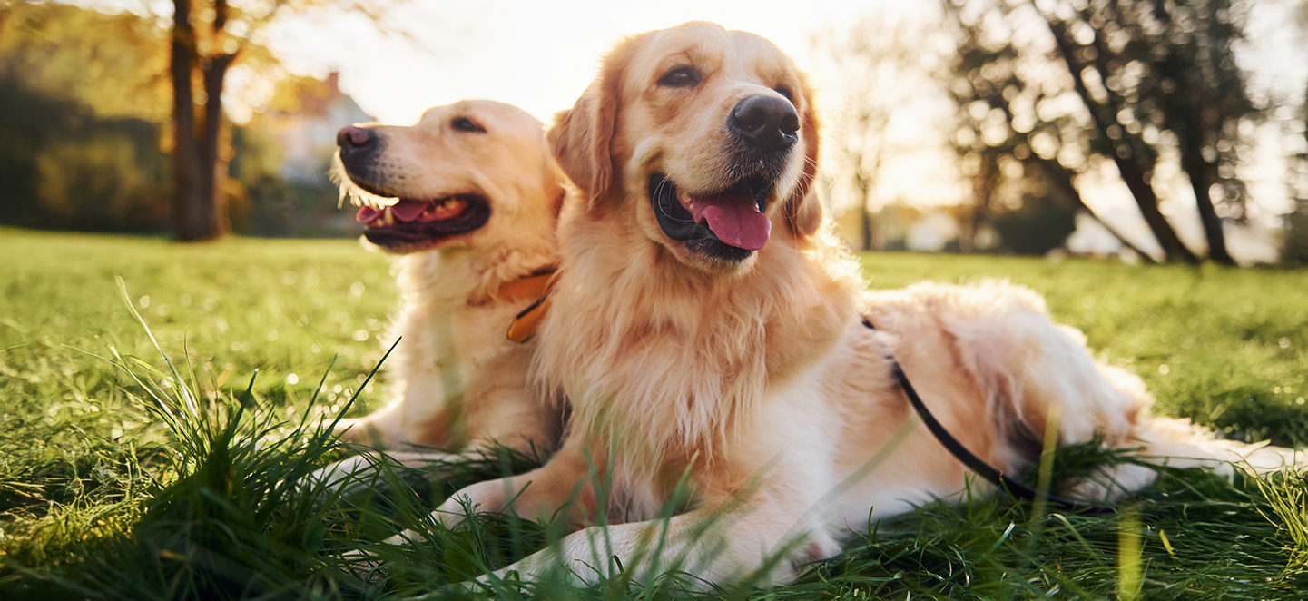 Essential tips for adopting a pet