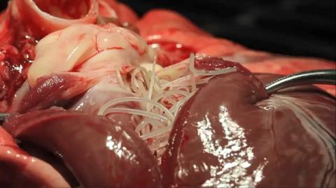 Heartworm