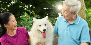 Keep your dog safe at home banner