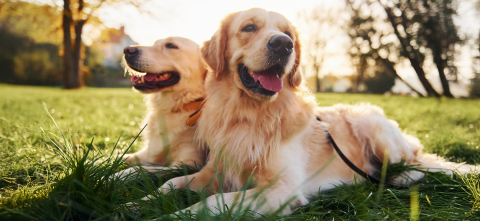 Essential tips for adopting a pet