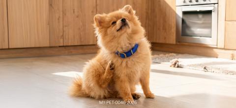 NG_May_Article - Dog_Desktop.jpg