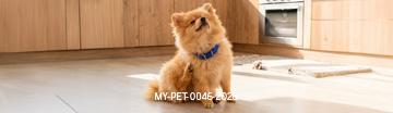 NG_May_Article - Dog_Mobile.jpg
