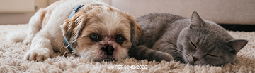 Mobile_June-Heartworm.png